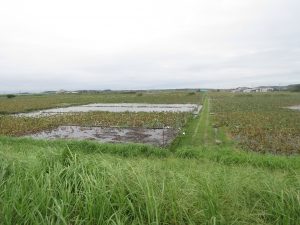 浮島のハス田