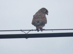 チョウゲンボウ 浮島のハス田