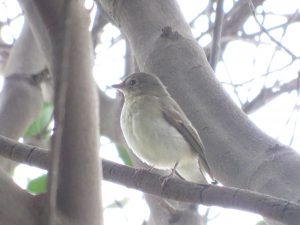 キビタキ メス 八柱霊園
