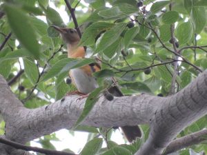 マミチャジナイ 八柱霊園