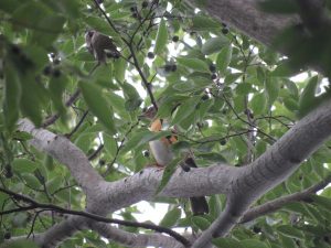 マミチャジナイ 八柱霊園