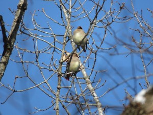 ヒレンジャク 軽井沢野鳥の森