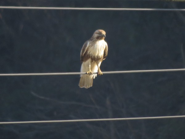 ノスリ 幼鳥 涸沼の野鳥