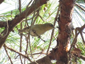 キクイタダキ１　小木津山森林公園の野鳥