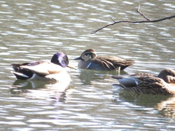 トモエガモとマガモ 新宿御苑の野鳥