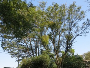 ヤドリギ 東高根森林公園