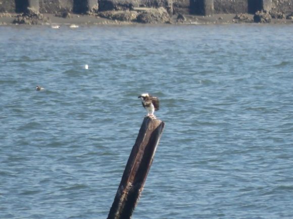 ミサゴ　多摩川河口付近の野鳥　冬の猛禽類の観察におすすめの探鳥地