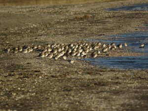 ハマシギの群れ　三番瀬海浜公園の野鳥