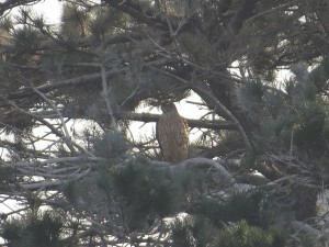 オオタカ 東京港野鳥公園