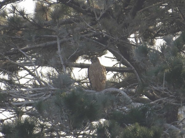 オオタカ 東京港野鳥公園
