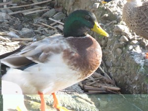 マガモとアオクビアヒルの違い 識別 見分け方 野鳥情報 Com