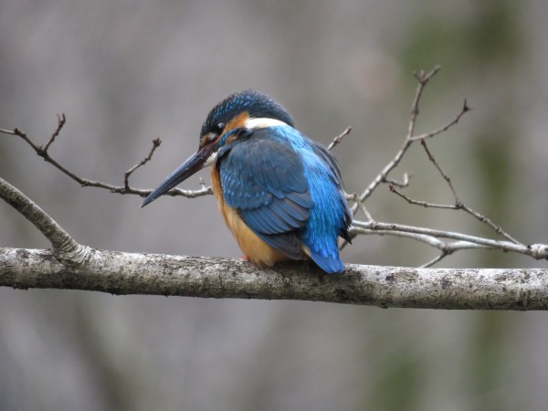 幸せの青い鳥 日本で見られる青い鳥たち 野鳥情報 Com