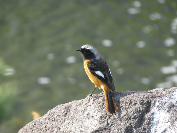 しながわ区民公園の野鳥 野鳥情報 Com