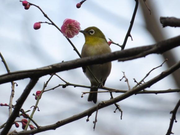 シマエナガだけじゃない 日本で見られるかわいい野鳥たち 野鳥情報 Com