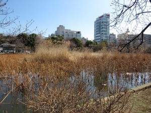 不忍池 芦原