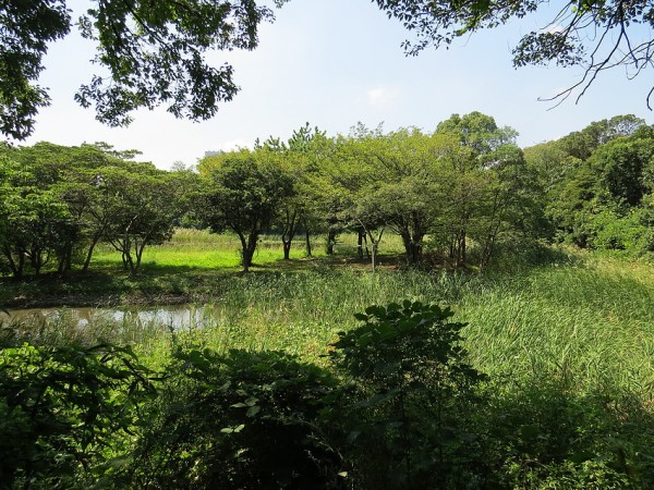 東京都２３区内でオオルリ・キビタキ　東京港野鳥公園