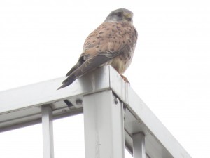 チョウゲンボウ 北印旛沼 (3)