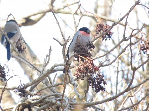 筑波山の野鳥 ウソ アトリ 野鳥情報 Com