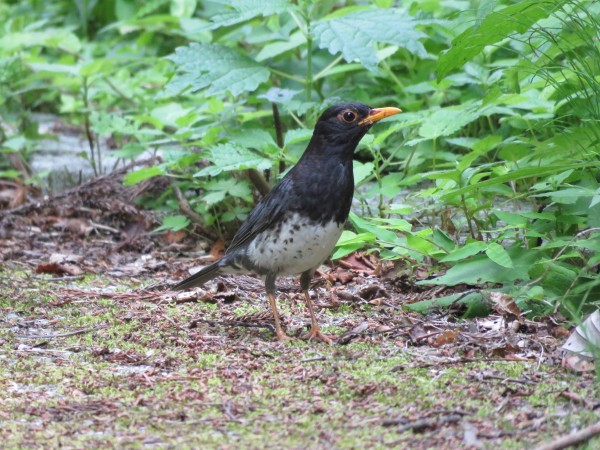 クロツグミの生息地と探す際のポイント 野鳥情報 Com