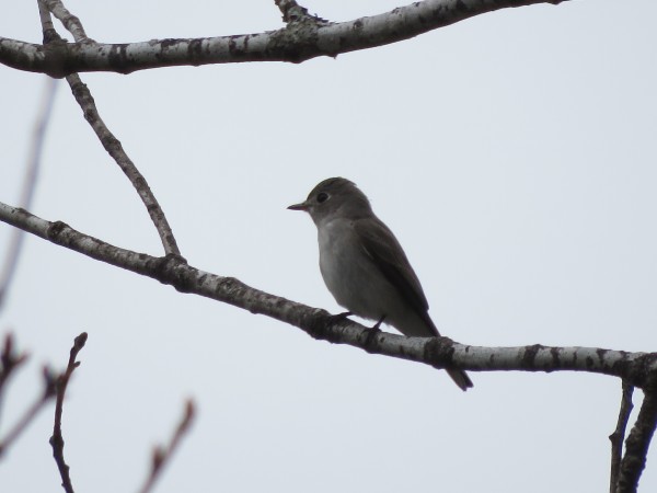 女神湖の野鳥 コサメビタキ 野鳥情報 Com