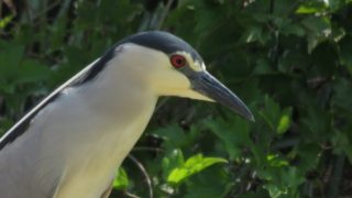 沖縄本島の探鳥地 野鳥情報 Com