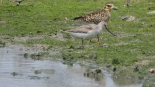 沖縄本島の探鳥地 野鳥情報 Com