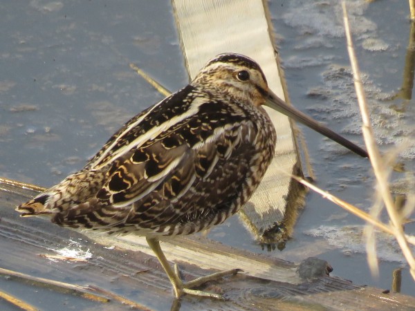 タシギが見られる生息地と探す際のポイント 野鳥情報 Com