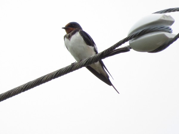 ツバメが見られる生息地と探す際のポイント 野鳥情報 Com