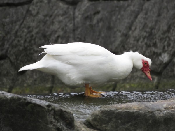 金城ダムの野鳥 野鳥情報 Com