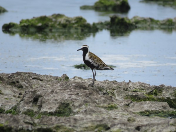 米須海岸の野鳥 クロサギ 野鳥情報 Com