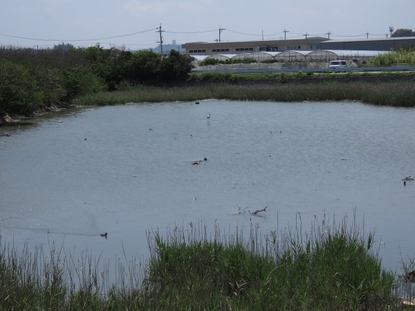 三角池で見られる野鳥と観察ポイント 野鳥情報 Com