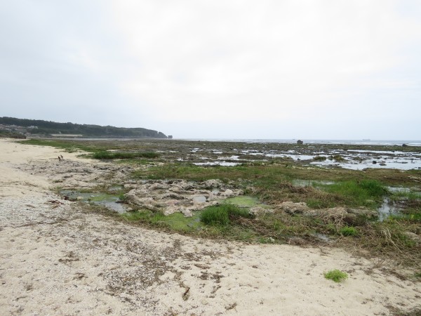 米須海岸で見られる野鳥と観察ポイント 野鳥情報 Com