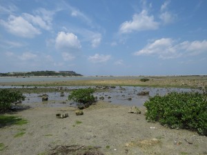 クロツラヘラサギ　沖縄　具志干潟
