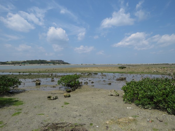 イソヒヨドリの生息地　沖縄本島