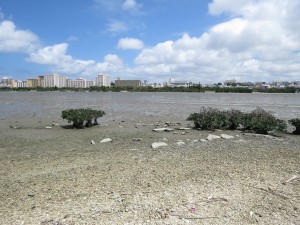 沖縄県　クロツラヘラサギ　漫湖