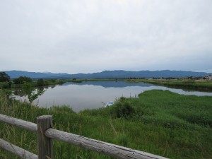 コハクチョウの生息地　福島潟