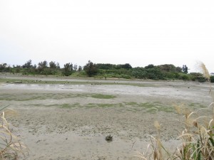 豊崎干潟　沖縄県　クロツラヘラサギ