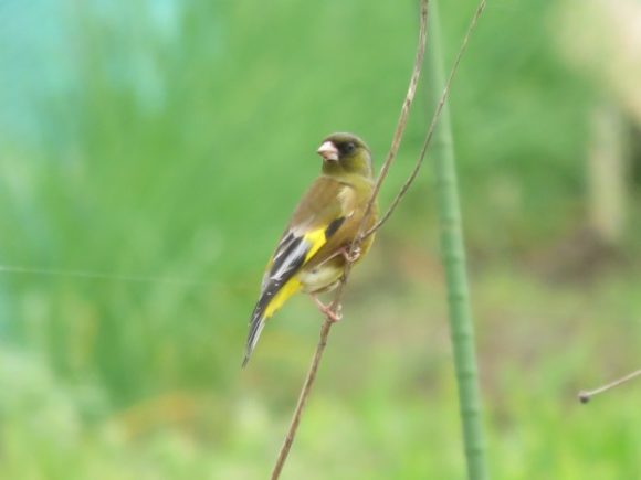 太いくちばしと翼の黄色い模様が特徴のカワラヒワ
