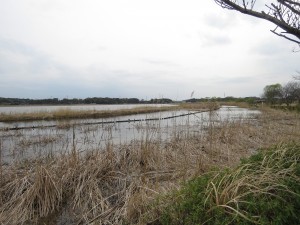 千葉県　カワセミ　手賀沼