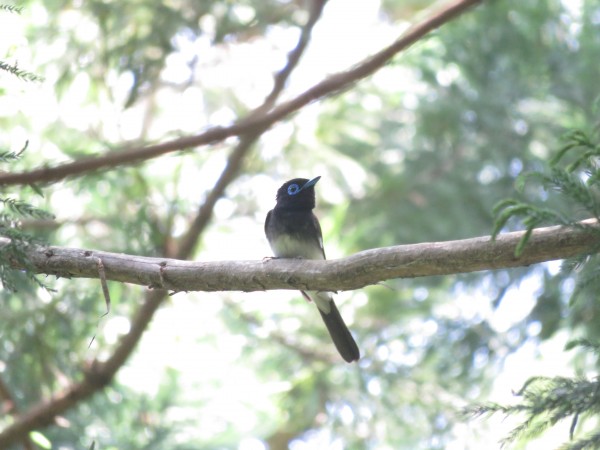 尚仁沢湧水のサンコウチョウ 野鳥情報 Com