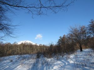軽井沢野鳥の森　ルリビタキの生息地