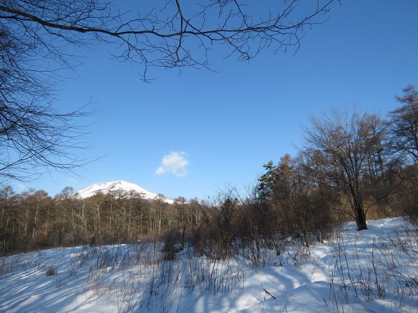 軽井沢野鳥の森　アカゲラ休憩所付近