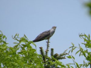 カッコウ 八方ヶ原