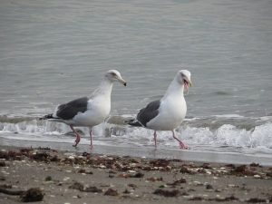 オオセグロカモメ 猿島