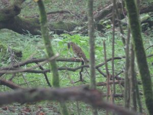 トラツグミ 西臼塚