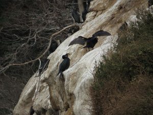 猿島 ウミウのコロニー
