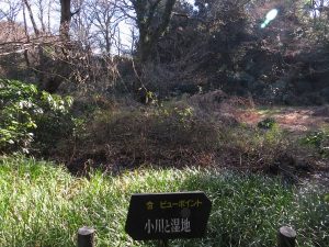自然教育園 (2)