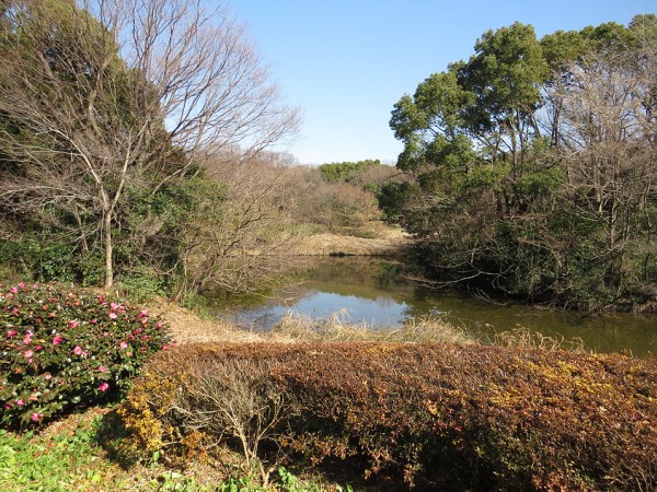 スズメ 砧公園