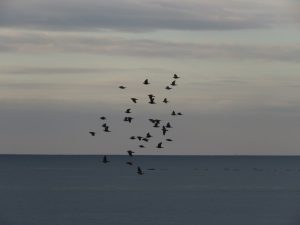 アオバト 照ヶ崎海岸