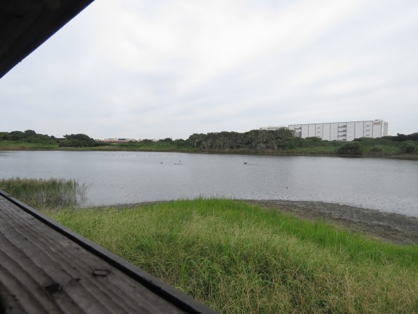 東京港野鳥公園 2号観察小屋